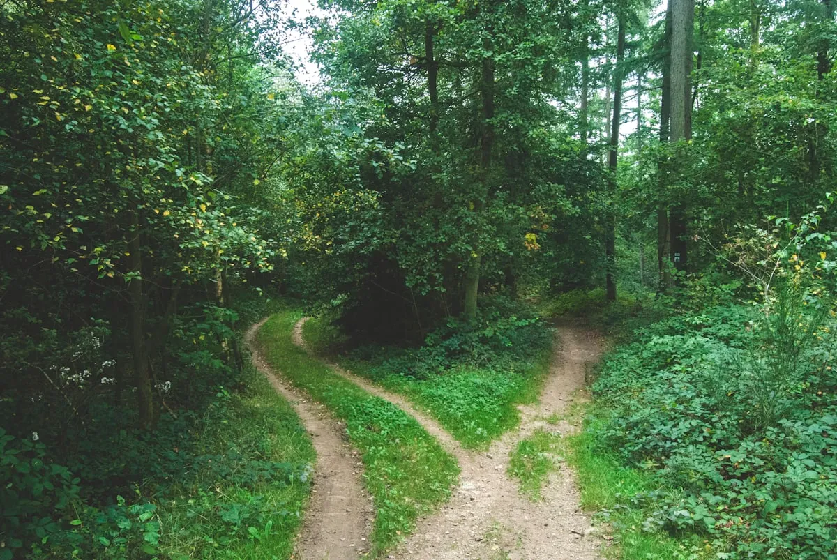 Forked dirt path splitting in two directions through a green wooded forest, a metaphor for choosing a new career direction