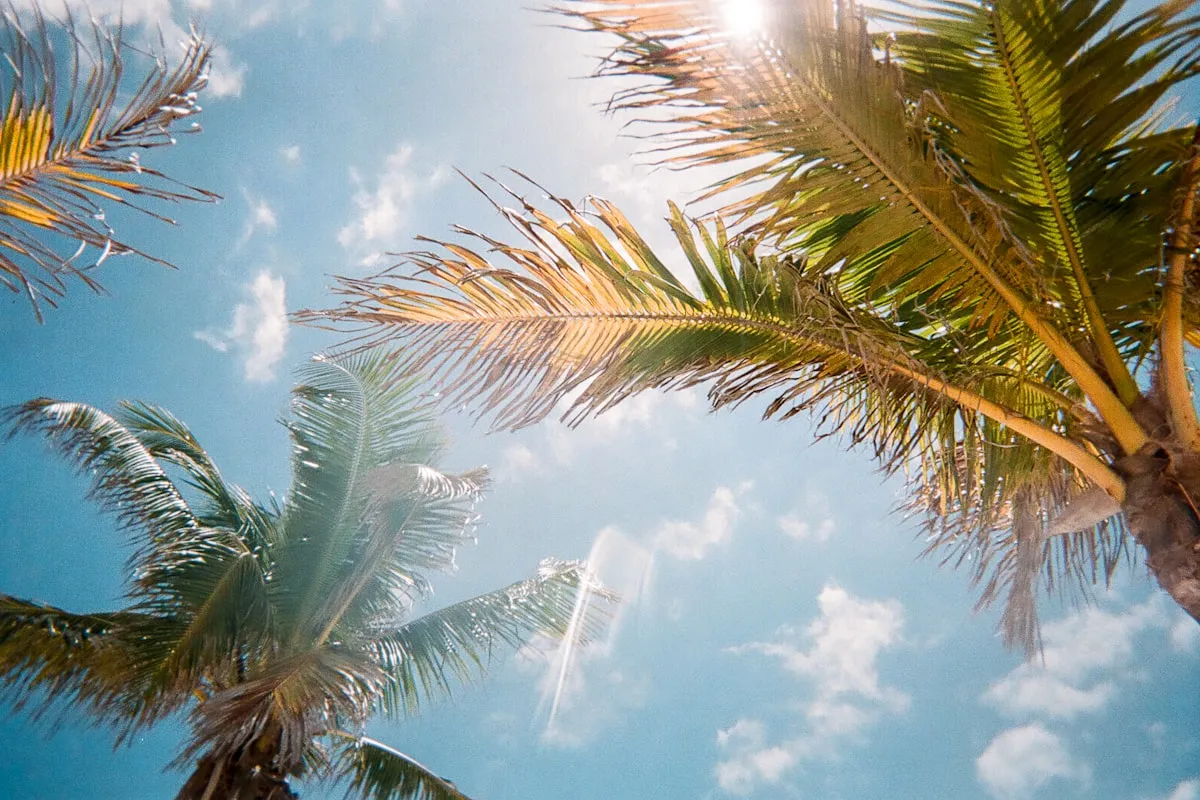 Bright midday sun blazing through the green fronds of two palm trees against a blue sky with scattered clouds, lens flare across the frame