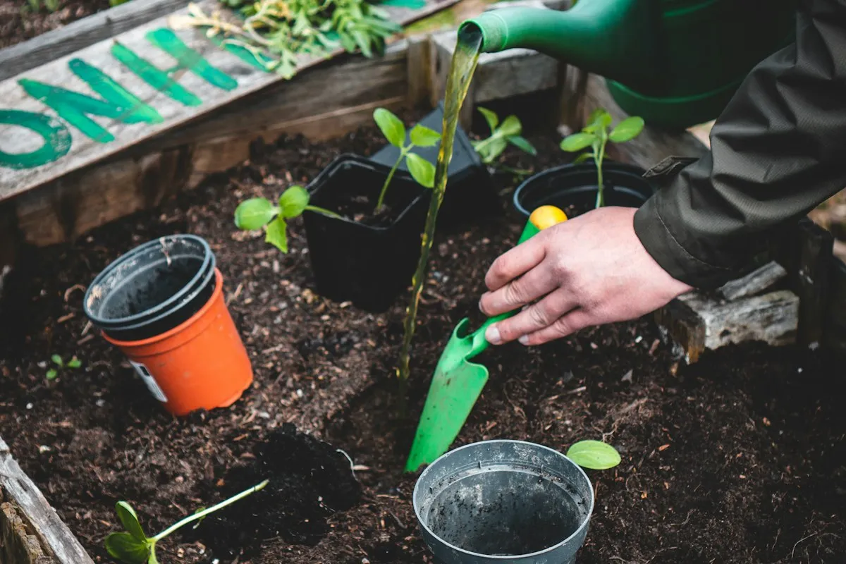 A gardener's hand holding a green trowel among young seedlings, some still in black nursery pots, in a wooden raised bed of dark soil as a watering can pours water