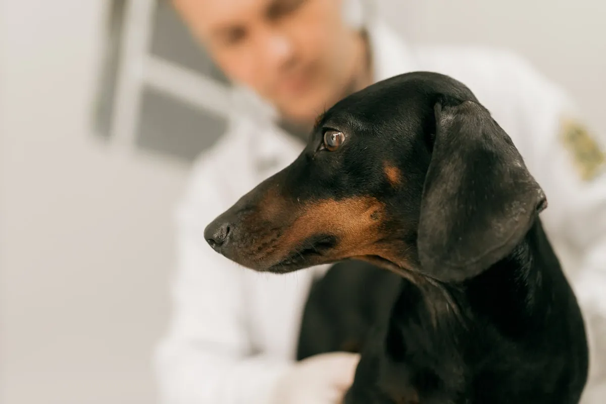 A black and tan dachshund in profile during a checkup, held by a veterinarian in a white coat who is out of focus behind it, against a bright pale wall